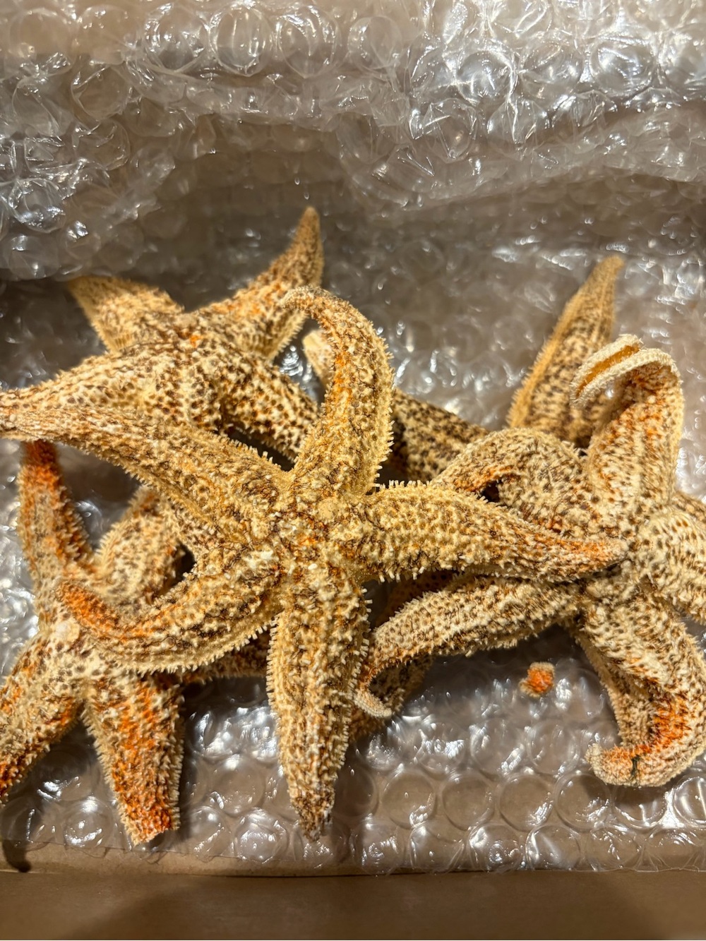 REAL dried starfish set of 5